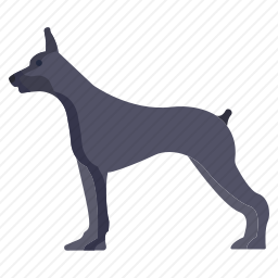杜宾犬