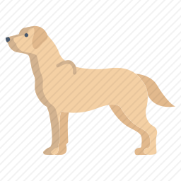 拉布拉多猎犬