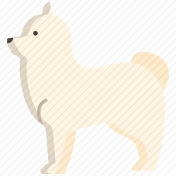 博美犬