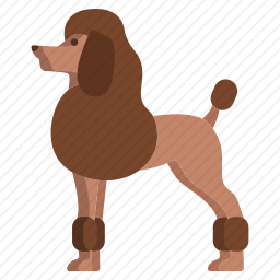 贵宾犬