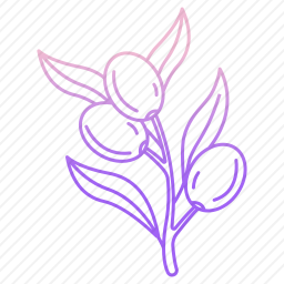 <em>橄榄</em>