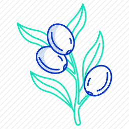<em>橄榄</em>