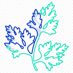 西芹