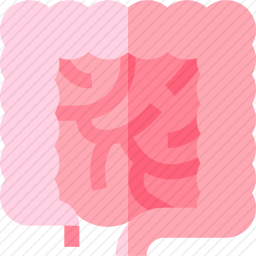 肠