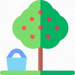 苹果树