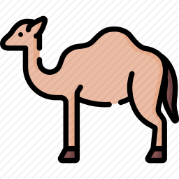 <em>骆驼</em>