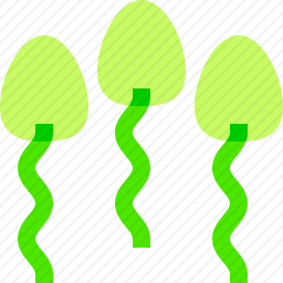 <em>精子</em>