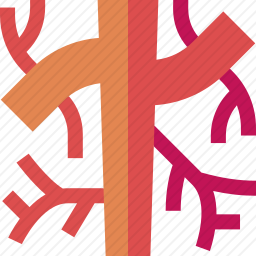 <em>血管</em>