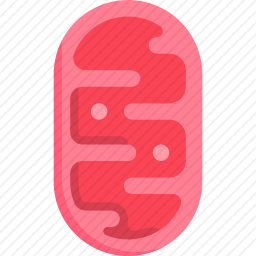 线粒体