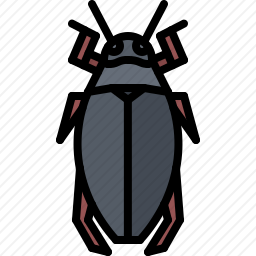 甲虫