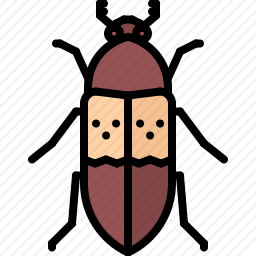 甲虫