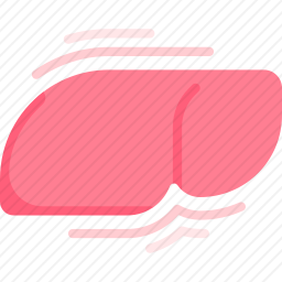 肝脏