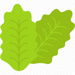 <em>生菜</em>
