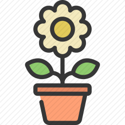 雏菊