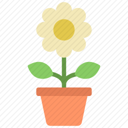雏菊