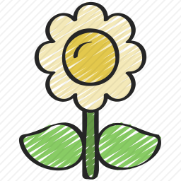 雏菊