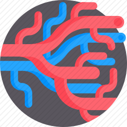 <em>血管</em>