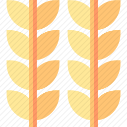 小麦
