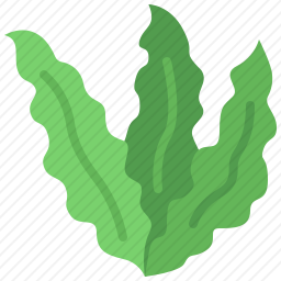 海藻