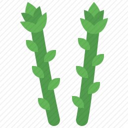 芦笋