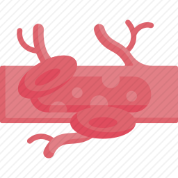 <em>血管</em>