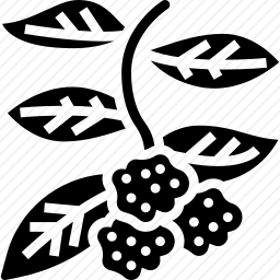 <em>草莓</em>