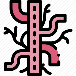<em>血管</em>