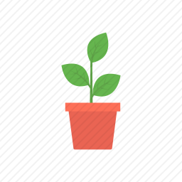<em>植物</em>