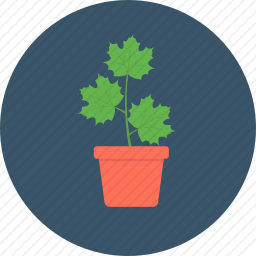 <em>植物</em>