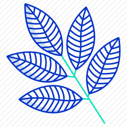 红果