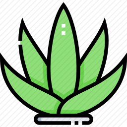 芦荟