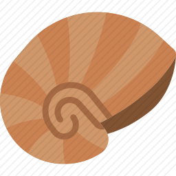 贝壳