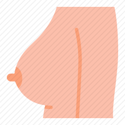 乳房