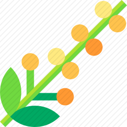 <em>阿拉伯</em><em>树胶</em>