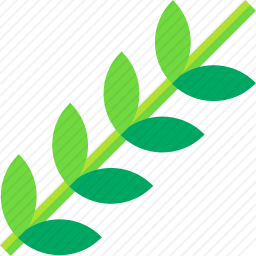 <em>桉树</em>