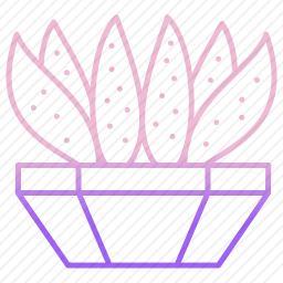 仙人掌