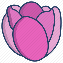 郁金香