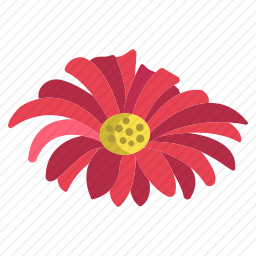 雏菊