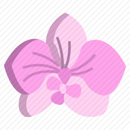 兰花