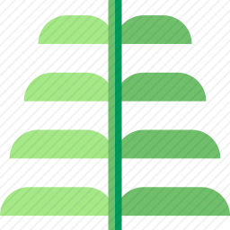 <em>蕨类</em>
