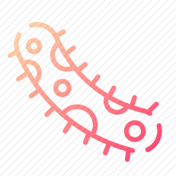 细菌