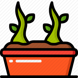 植物
