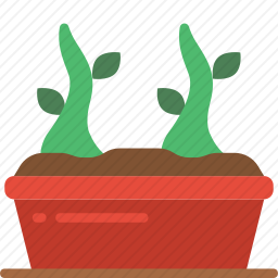 植物