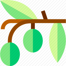 橄榄