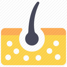 <em>毛囊</em>