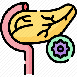 胰腺