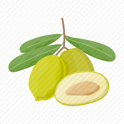 <em>橄榄</em>
