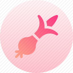 <em>洋葱</em>