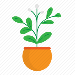 植物