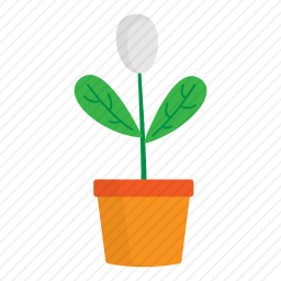 植物